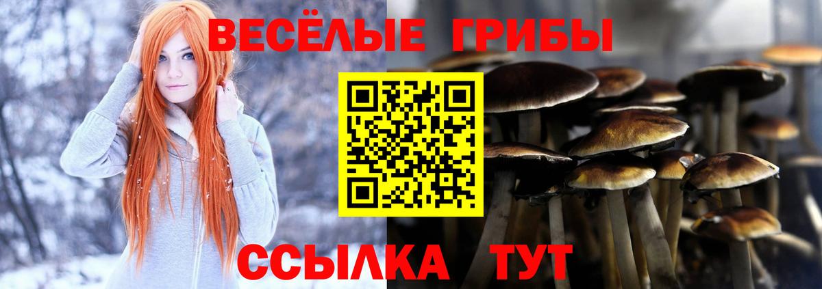 Псилоцибиновые грибы мицелий  Медногорск  Псилоцибиновые грибы GOLDEN TEACHER 